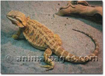Bearded Dragon