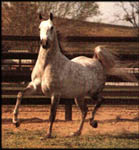 Gai Argosy