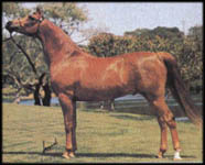 Gai Madeira