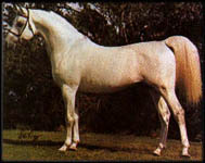 Gai Rainbow