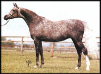 Gali Cassandra