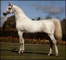 Gai Parada+++ Photo © Gainey Arabians