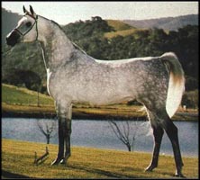 Gai Parada+++ Photo © Gainey Arabians