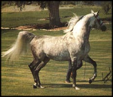 Gai Parada+++ Photo © Gainey Arabians