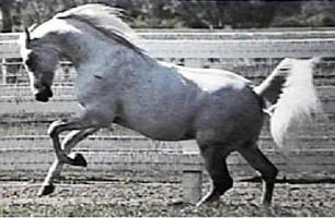 Gai Parada+++ Photo © Gainey Arabians