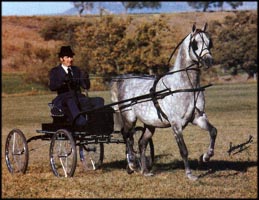 Gai Parada+++ Photo © Gainey Arabians