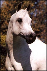 Gai Parada+++ Photo © Gainey Arabians