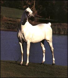 Gai Parada+++ Photo © Gainey Arabians