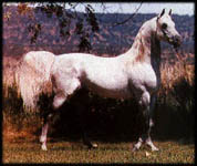 Prince Parada