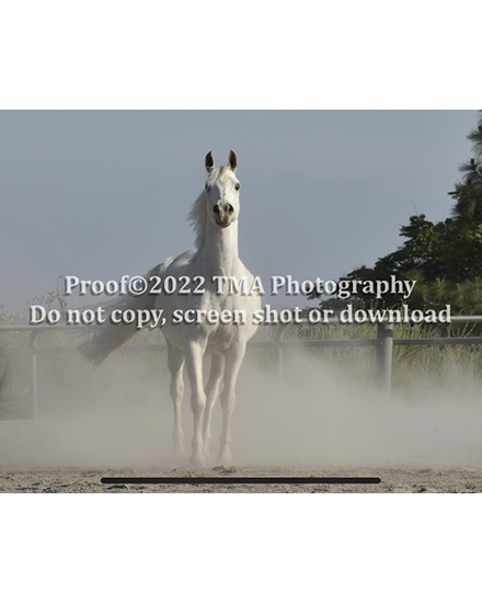 Portfolio Example