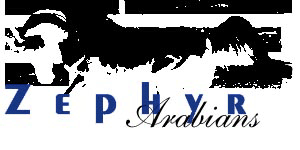 Zephyr Arabians